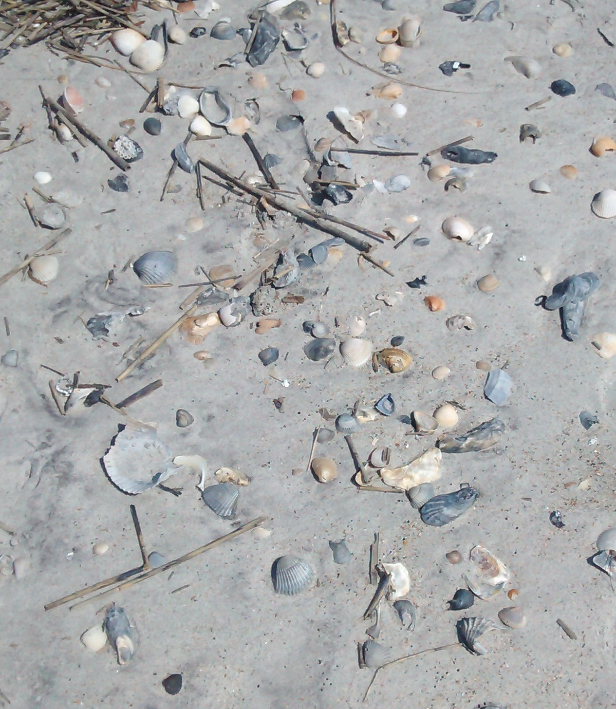 Seashells, Wrightsville Beach, North Carolina