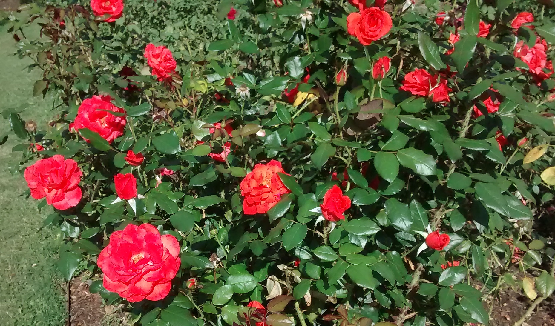 Lasting Peace rose bush, Norfolk Botanical Gardens, Virginia.
